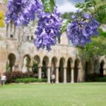 UQ St Lucia