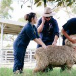 UQ veterinary science students and sheep