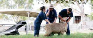 Learn more about the veterinary science degree at UQ UQ veterinary science students and sheep