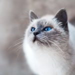 grey cat with blue eyes