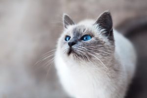 grey cat with blue eyes