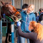 university of melbourne veterinary students working with horse