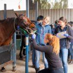 veterinary students examining horse