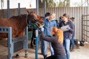 University of Melbourne Doctor of Veterinary Medicine