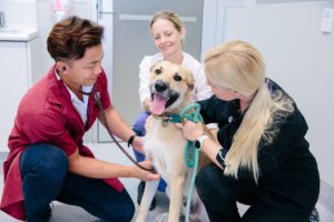 UQ veterinary school students with dog