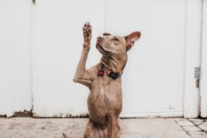 study veterinary medicine