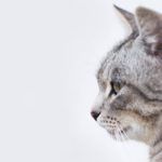 grey cat profile