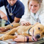 Melbourne Veterinary School students working with dog