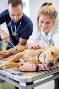 Melbourne Veterinary School