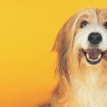 dog with yellow background