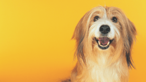 dog with yellow background