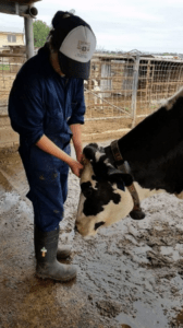 Learn more about studying veterinary medicine in Australia UQ veterinary student with cow