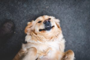 dog lying on its back