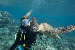 Learn more about JCU Bachelor of Science in marine biology scuba diver with sea turtle