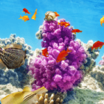 underwater colourful great barrier reef