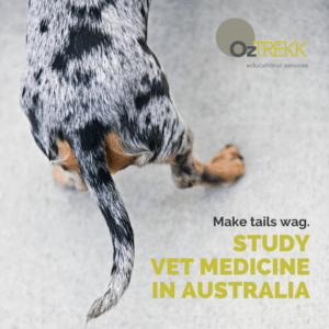 Learn more about veterinary degrees dog tail