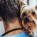 veterinarian with dog