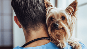 learn how to apply to veterinary school