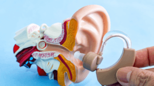 Plastic model showing ear canal and hearing aid for audiology students