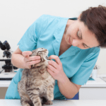 veterinarian with kitten