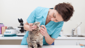 Learn more about studying veterinary medicine in Australia veterinarian with kitten